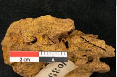 Foto (Detailansicht) von Plantae indet.  (NHMW-GEO-2024-0188-10393)